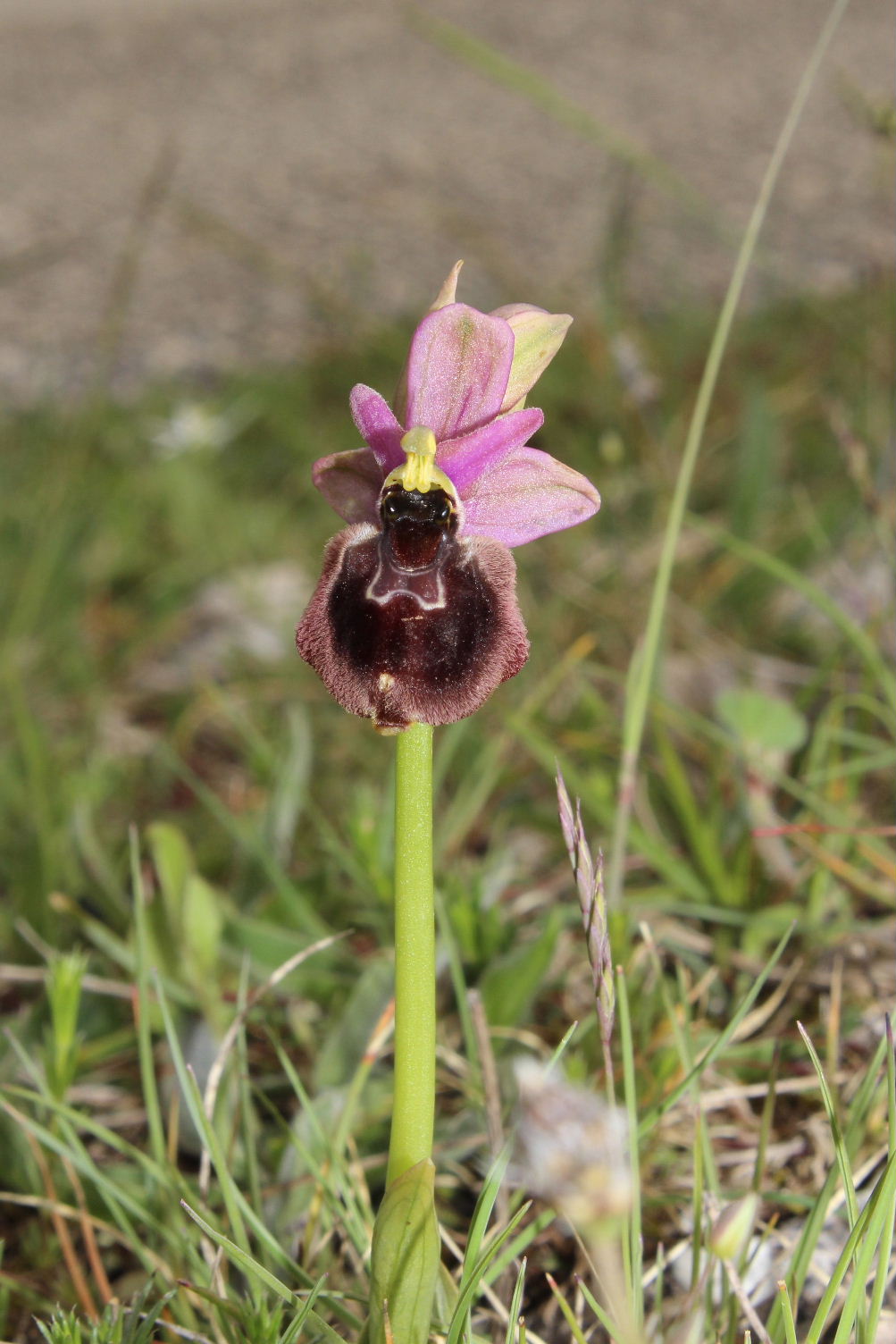 Ophrys da determinare